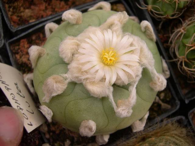 Lophophora_lutea